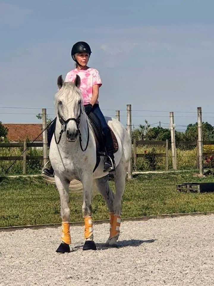 Lusitano horse and rider at Equiliberdade