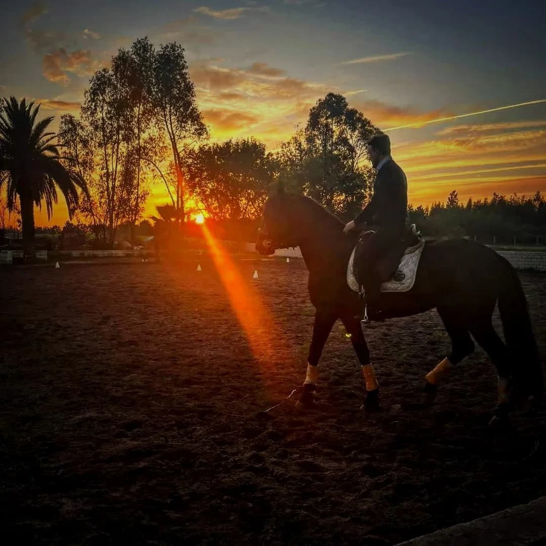Working Lusitano on the Ribatejo plains