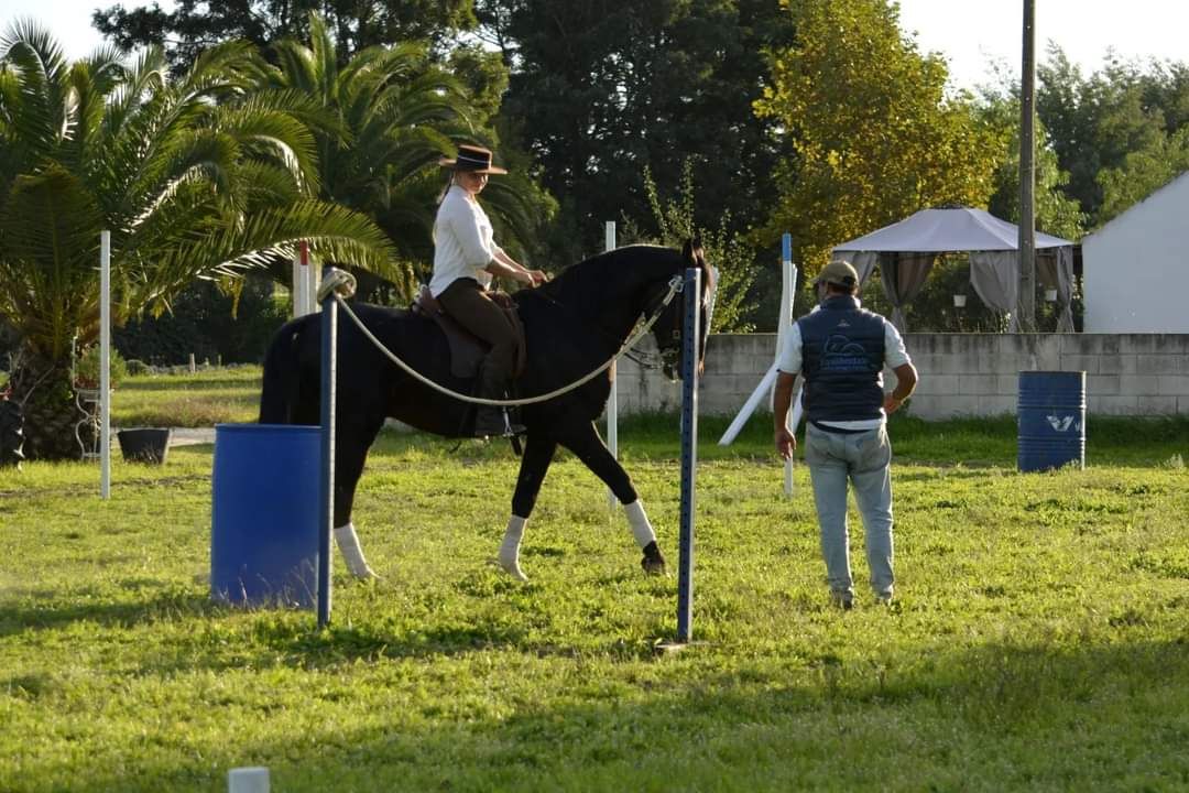 Working Lusitano on the Ribatejo plains