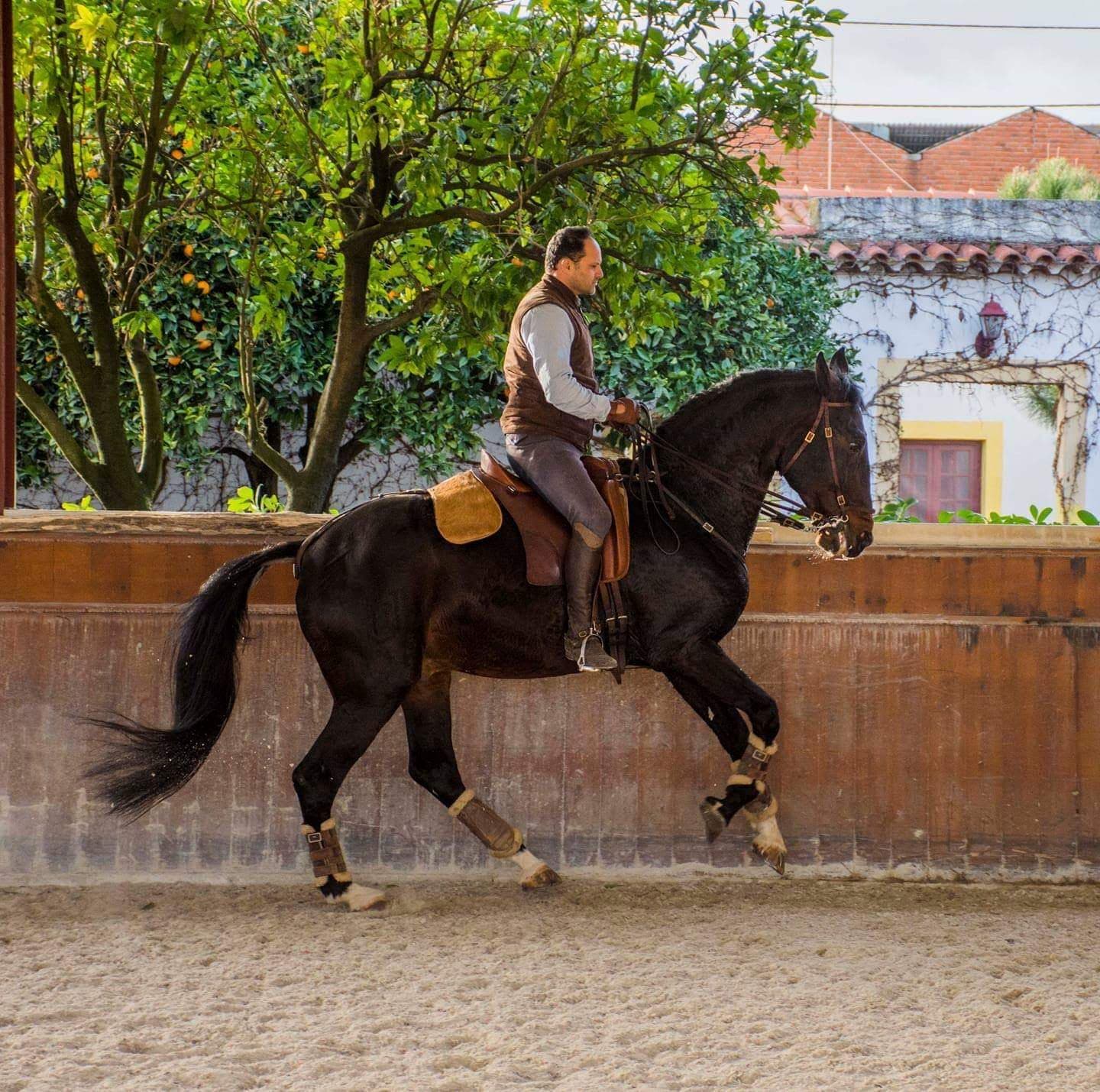 Lusitano horse and rider at Equiliberdade