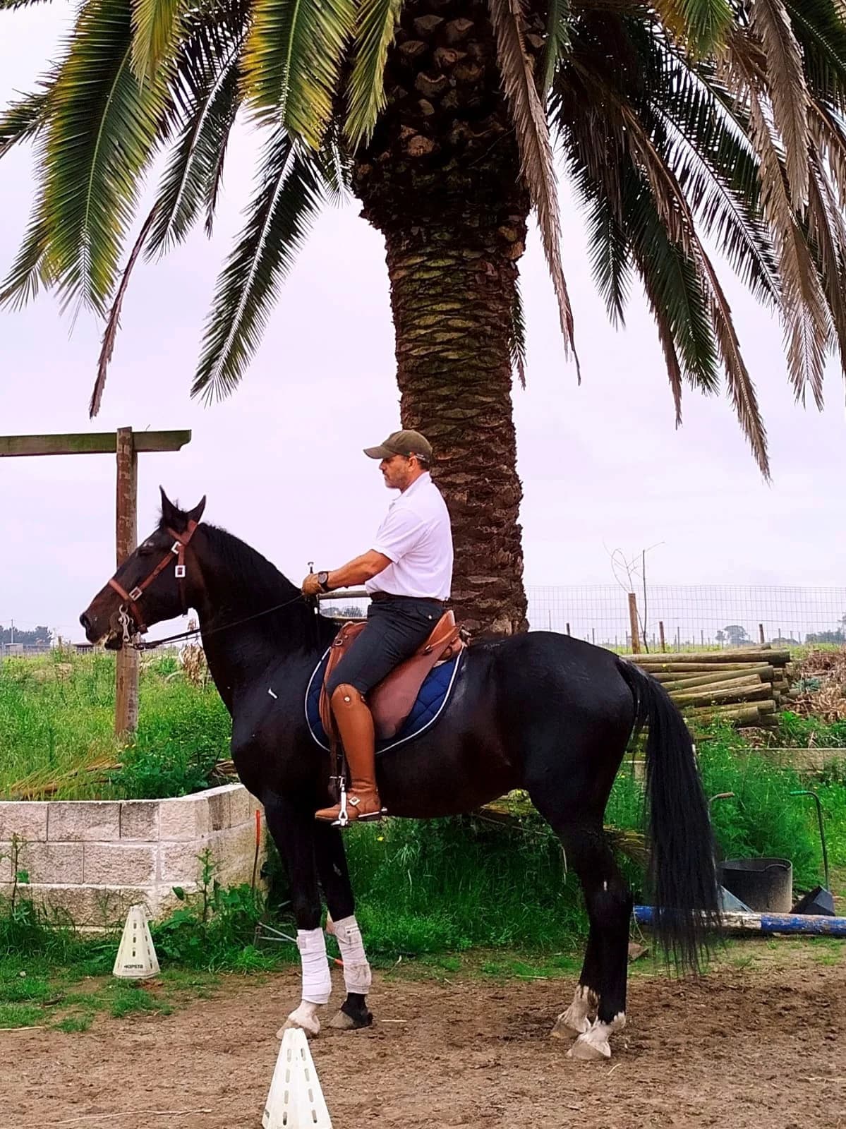 Lusitano Festival & National Horse Fairs